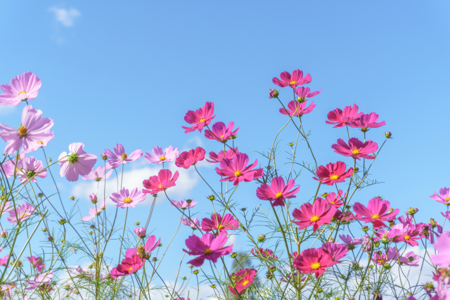 屋根のリフォーム