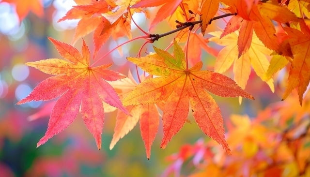 屋根のリフォーム